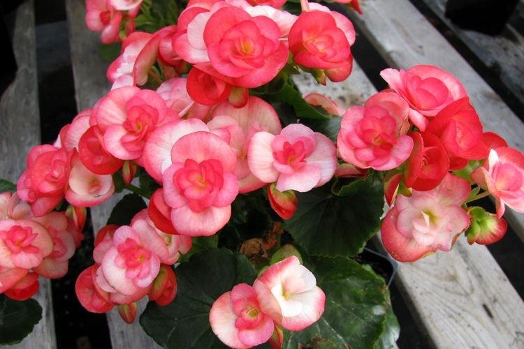 Бегония - Комнатные растения для детей