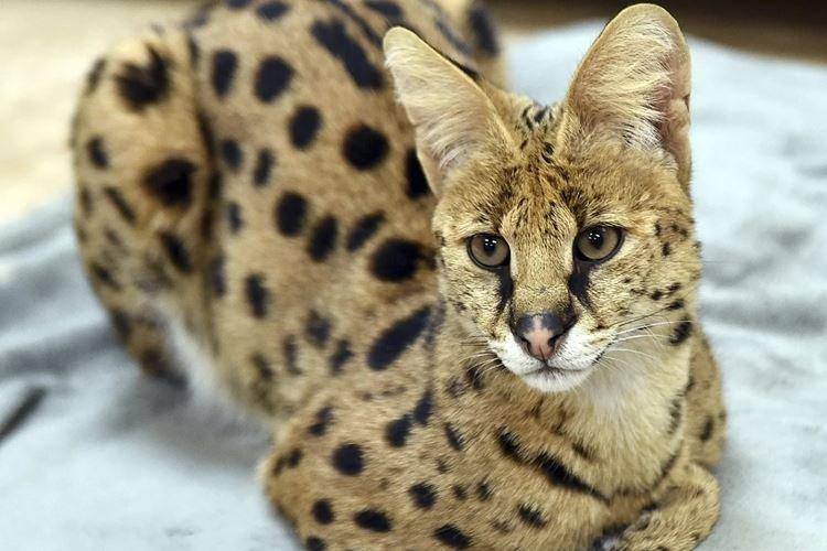 Сафари - Короткошерстные породы кошек