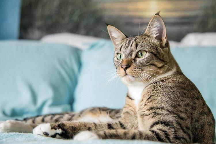 Канаани - Короткошерстные породы кошек