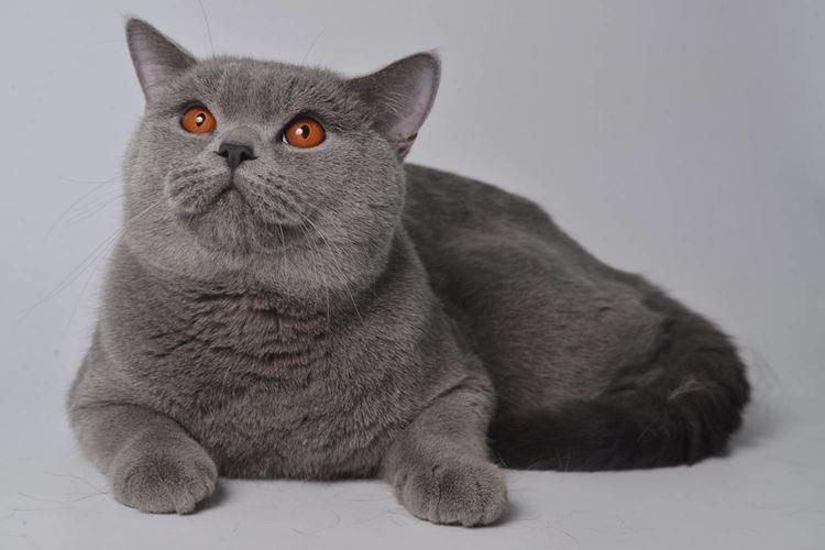 Шотландская прямоухая - Короткошерстные породы кошек