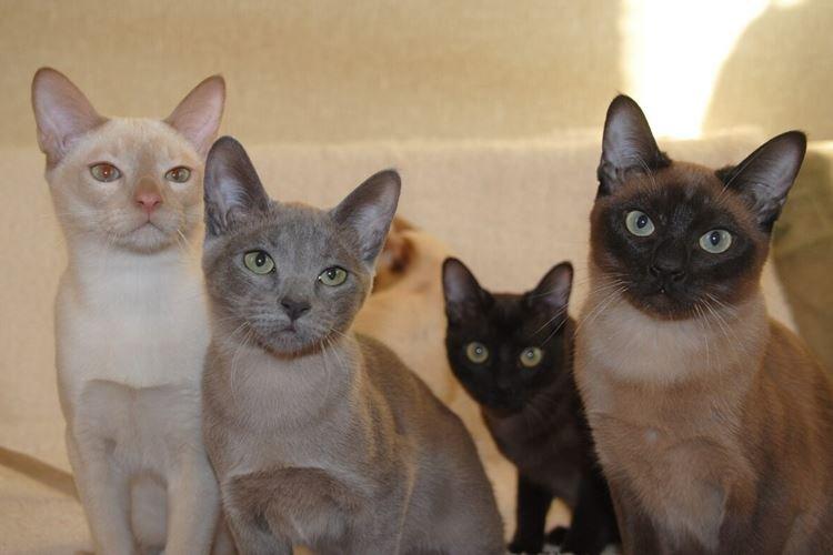 Тонкинез - Короткошерстные породы кошек