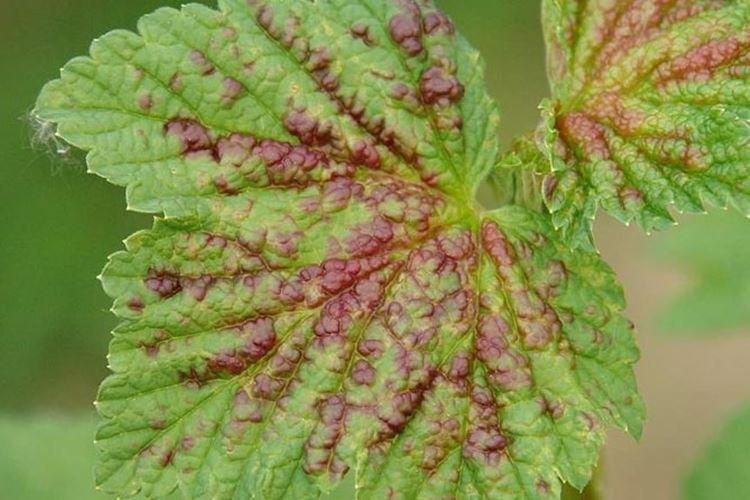 Осенняя обработка - Красные пятна на листьях смородины