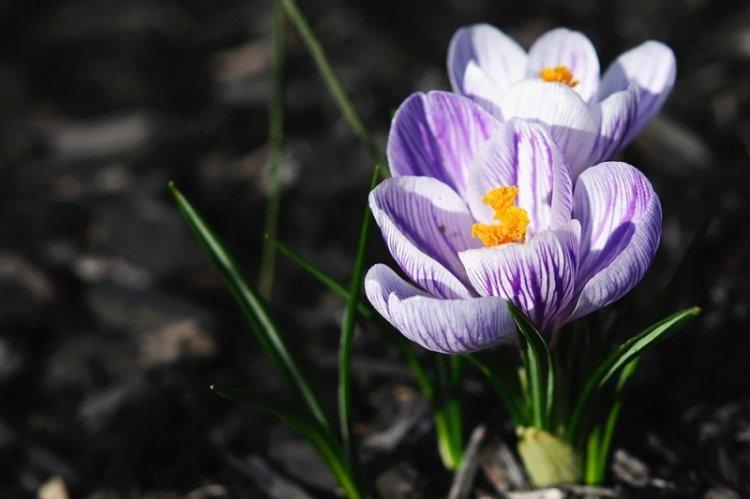 Температура - Уход за крокусами