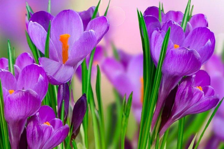 Крокусы - фото