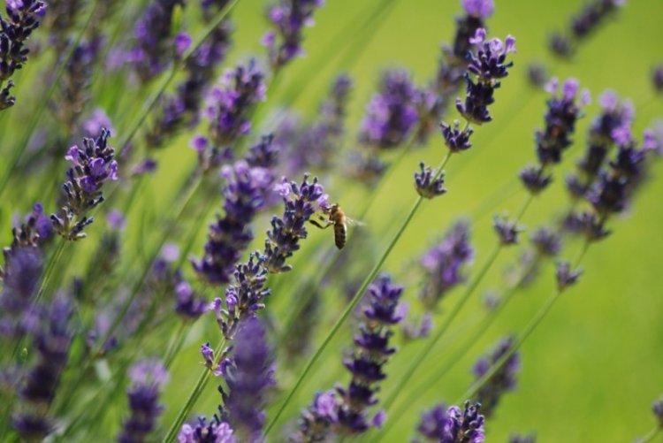 Общая информация - Лаванда