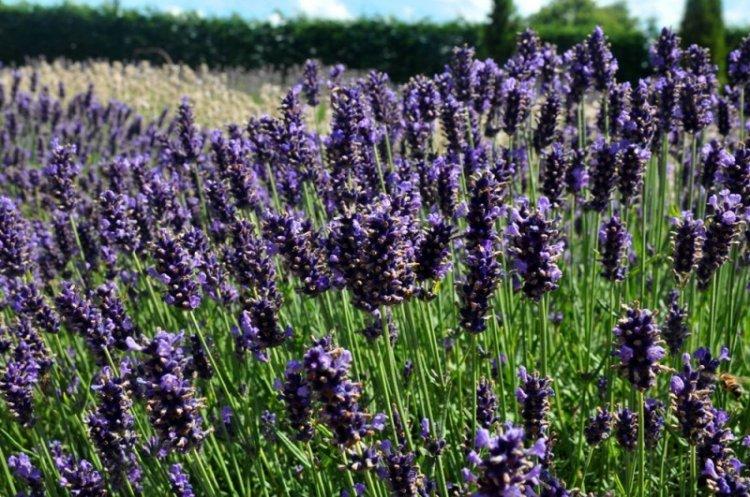 Узколистая английская лаванда - Виды лаванды