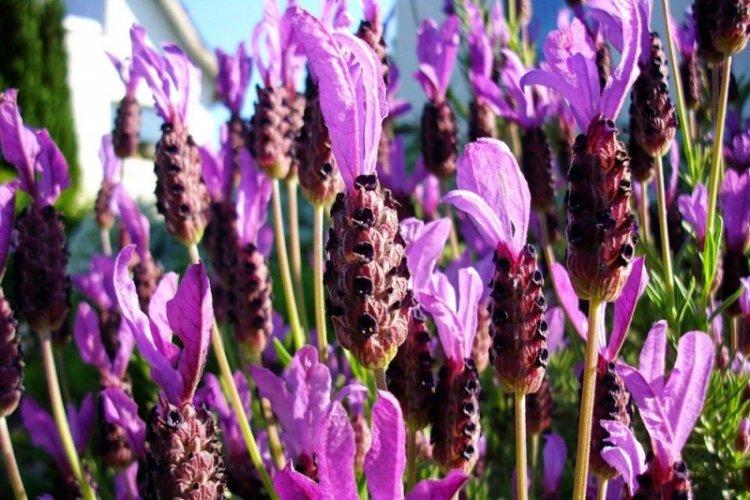 Зубчатая лаванда - Виды лаванды