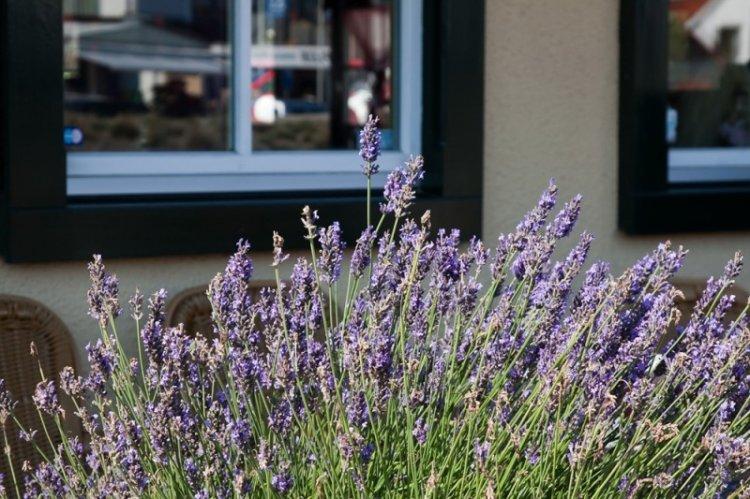 Температура - Уход за лавандой