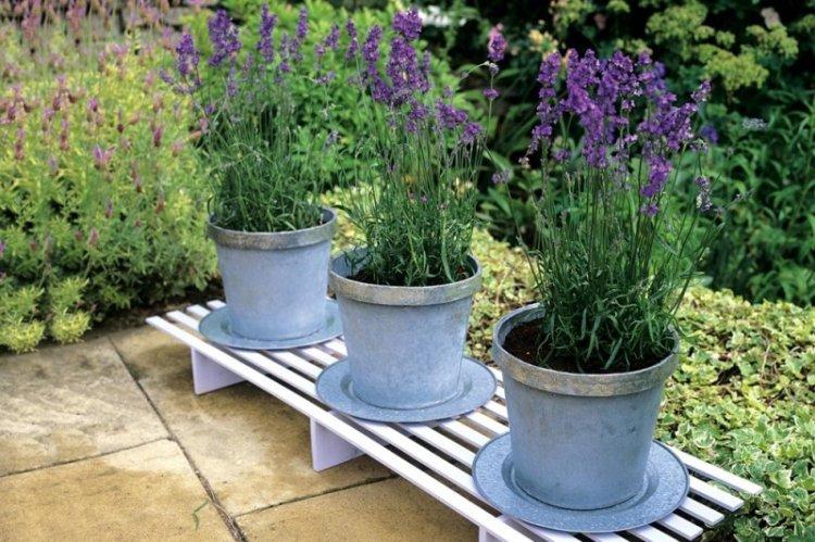 Посадка - Уход за лавандой