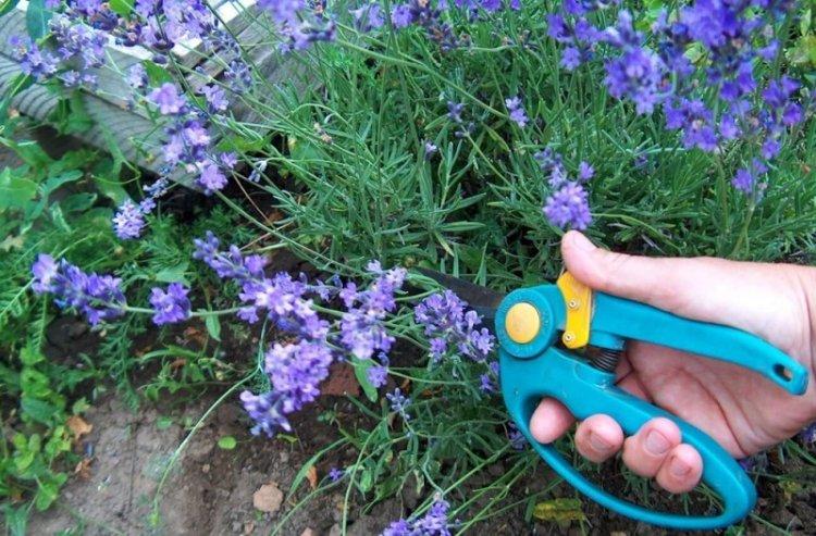 Обрезка - Уход за лавандой