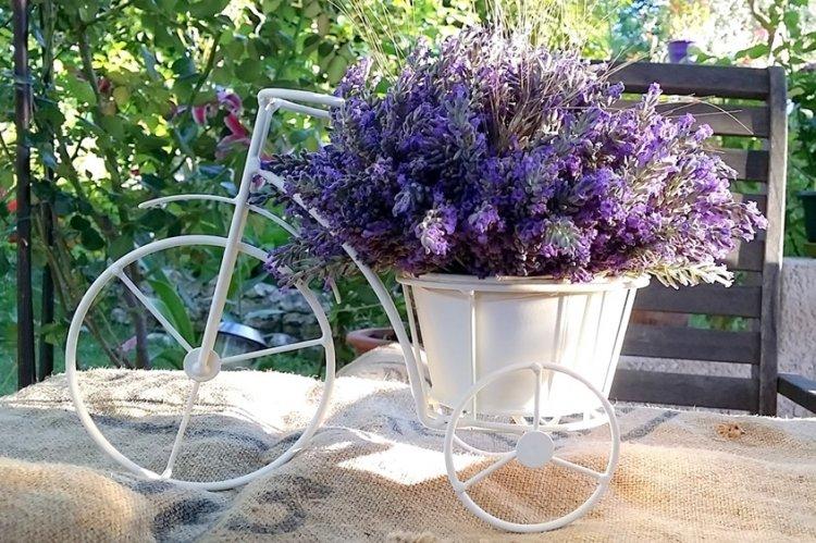 Лаванда - фото