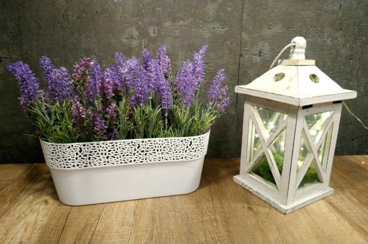 Лаванда - фото