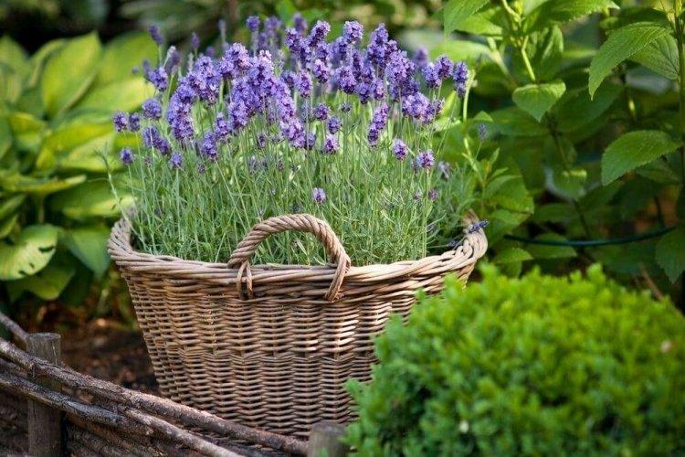 Лаванда - фото