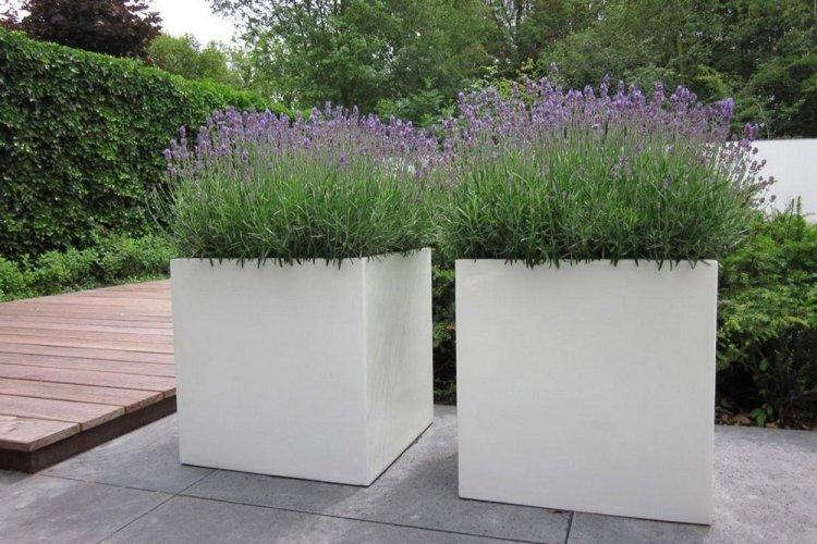 Лаванда - фото