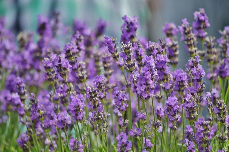 Лаванда - фото