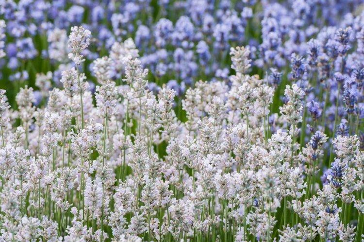 Лаванда - фото