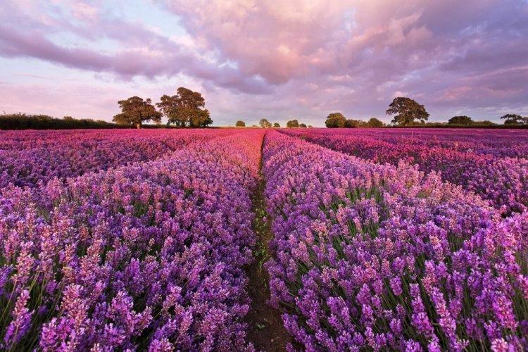 Лаванда - фото