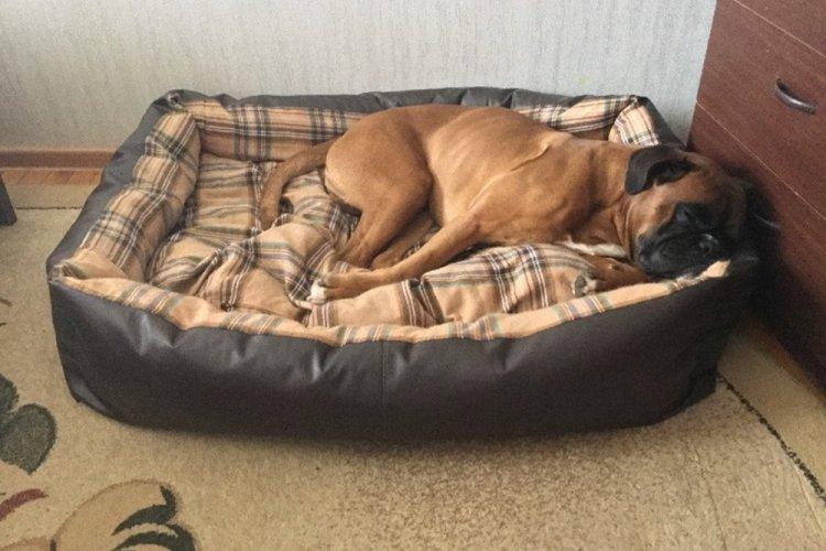 Лежанка для собаки своими руками - фото и идеи
