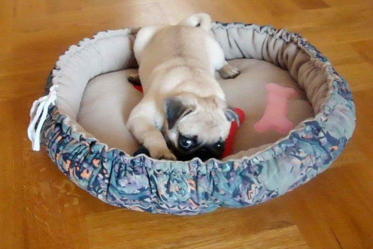 Лежанка для собаки своими руками - фото и идеи