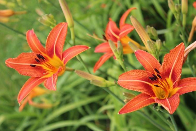 Оранжевый лилейник