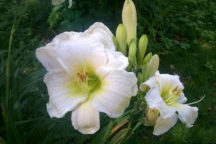 Белый лилейник