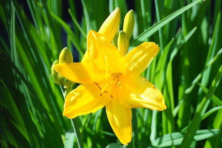 Лимонно-желтый лилейник