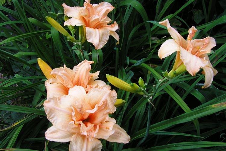 Лилейник Дабл