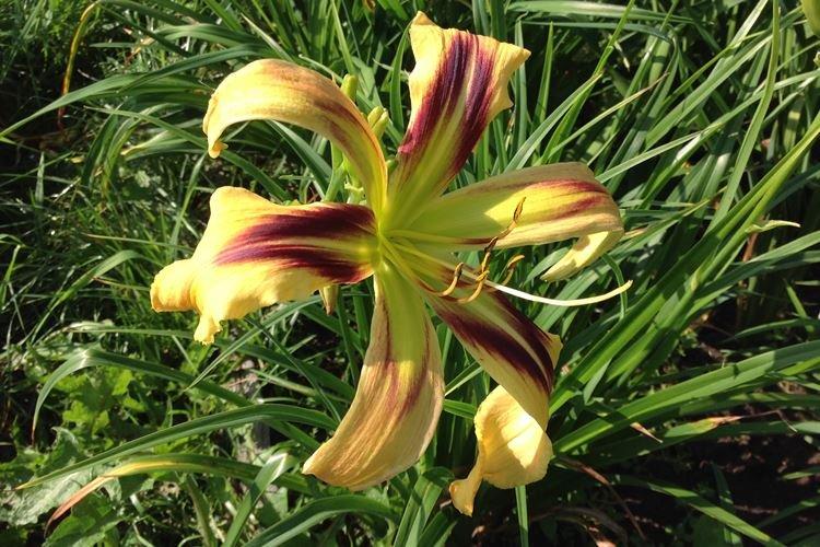 Лилейник Хеликс