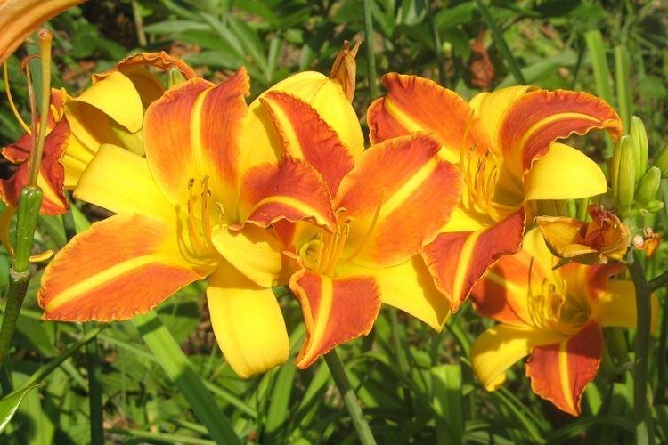 Садовые гибриды - Виды лилейника