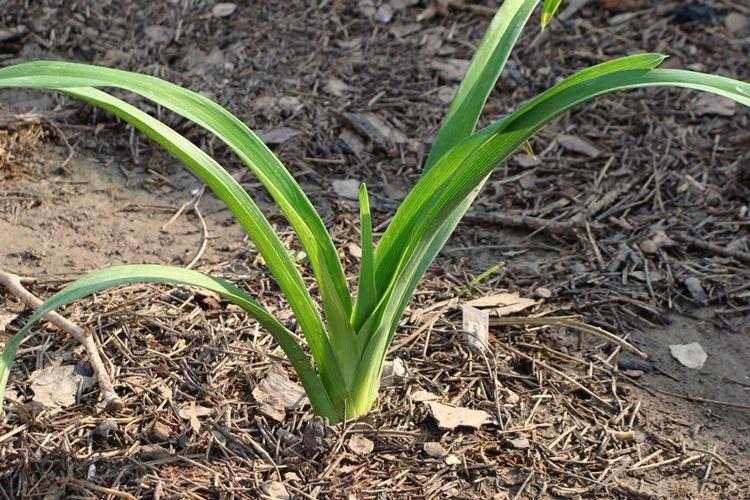 Температура и освещение - Уход за лилейником