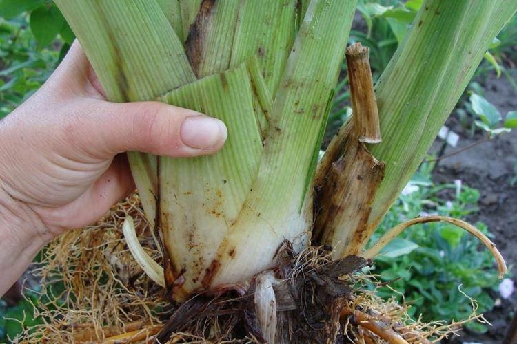 Обрезка - Уход за лилейником