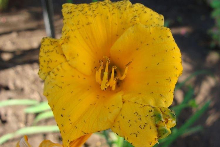 Борьба с вредителями и болезнями - Лилейник