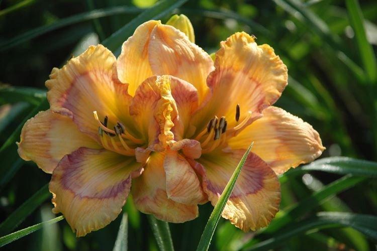 Лилейник - фото