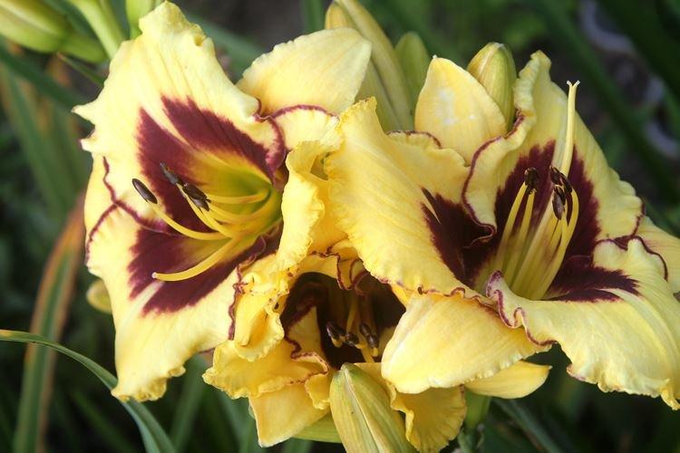 Лилейник - фото