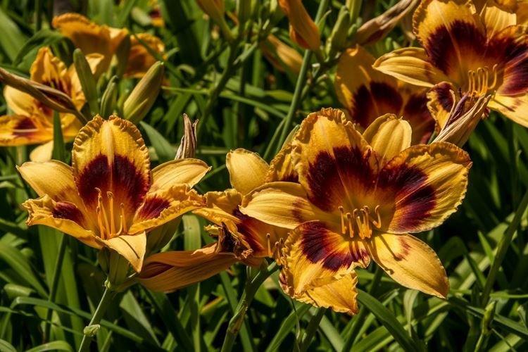 Лилейник - фото