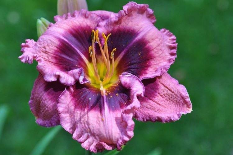 Лилейник - фото