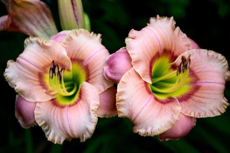 Лилейник - фото