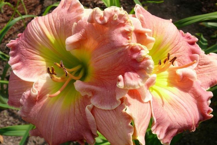 Лилейник - фото