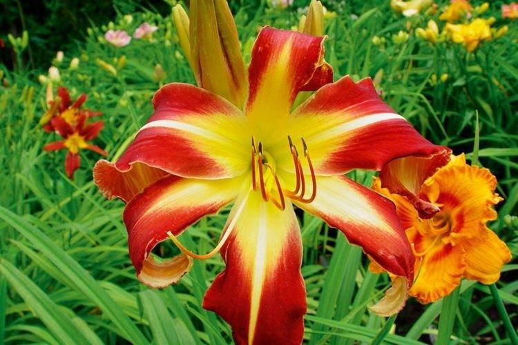 Лилейник - фото