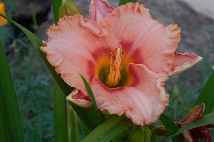 Лилейник - фото