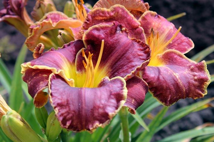 Лилейник - фото