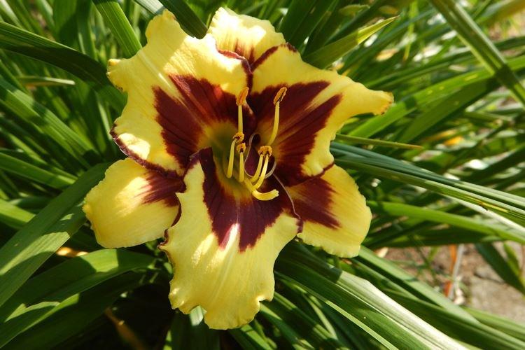 Лилейник - фото