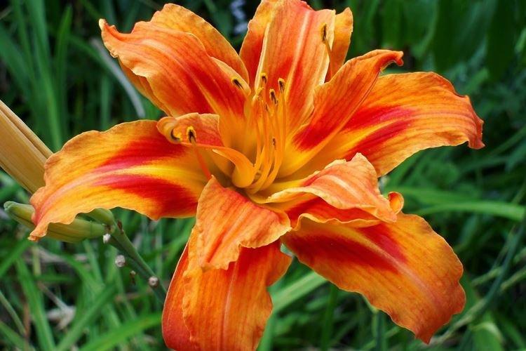 Лилейник - фото