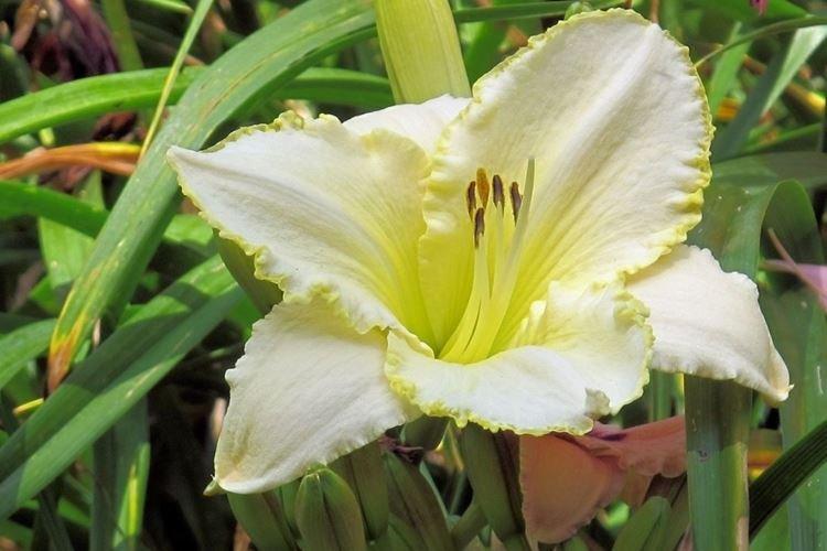 Лилейник - фото