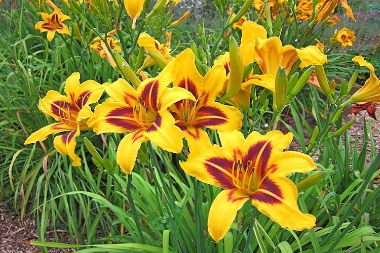 Лилейник - фото