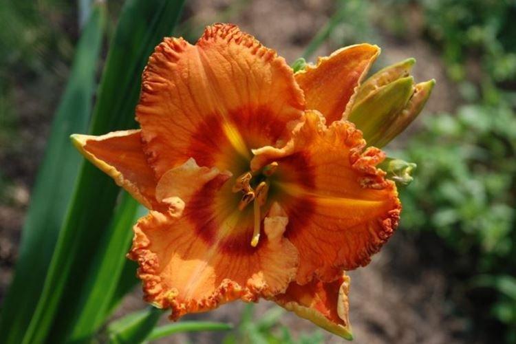 Лилейник - фото