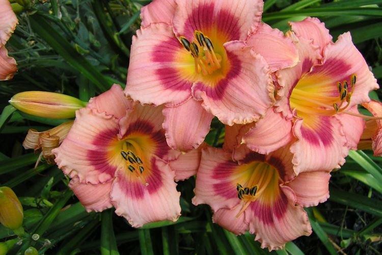 Лилейник - фото