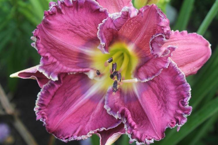 Лилейник - фото