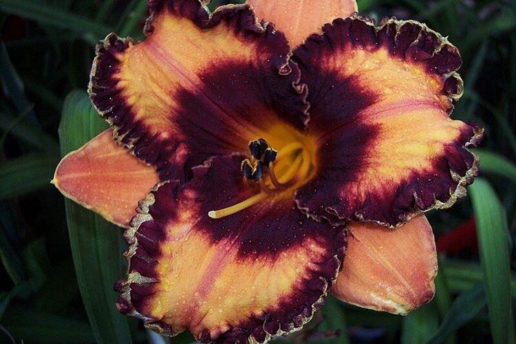 Лилейник - фото