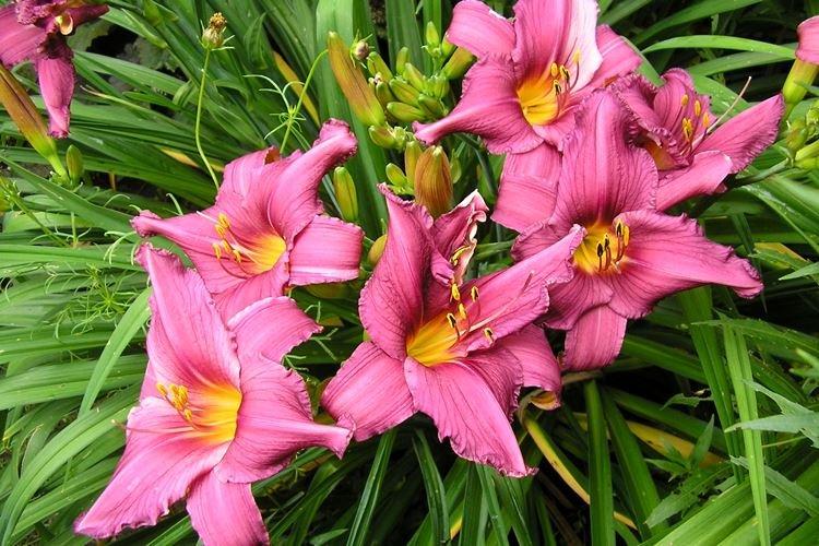 Лилейник - фото